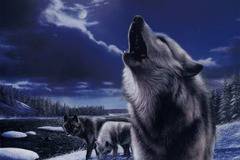 Вълкът единак :: Трифонци(Вълчи празници 1-3 февруари)