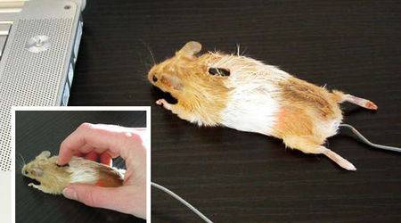 Тази мишка не е за всеки
