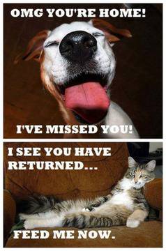 Funny: Cats vs. dogs differences {Part 2} (13 Pics)