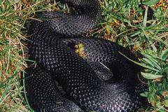 Усойниците | Любопитно за змиите | Безплатни блогове от Log.bg