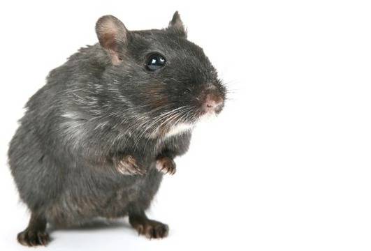 Учени откриха елексира на живота за мишки