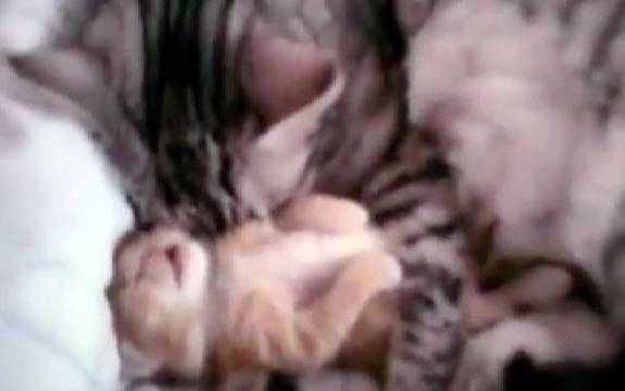 Cute kitten hug video becomes instant online hit