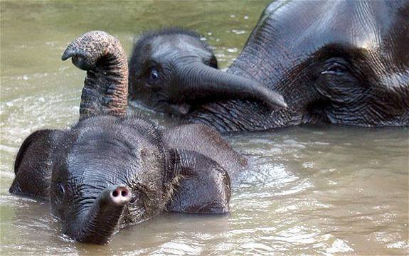 Sumatran elephant 'faces extinction in 30 years'