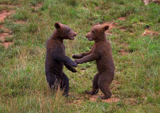 Brown bear cubs learn how to fight in Cantabria, Spain