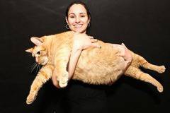 Спондж Боб – най-тлъстата котка в света