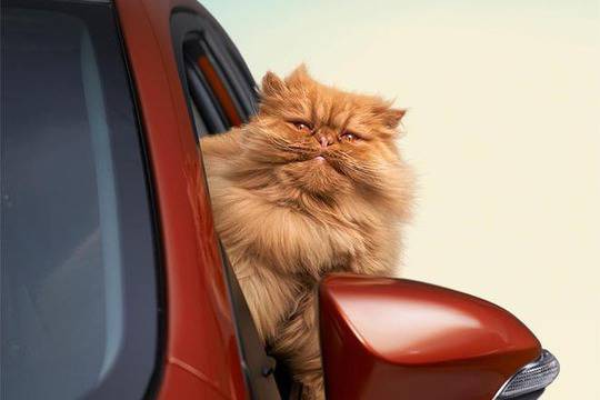 Котка се влюбва болезнено в новата Toyota