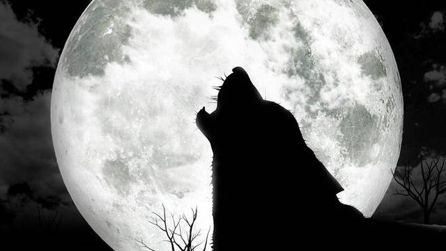 Вълчи набези в Свищовско