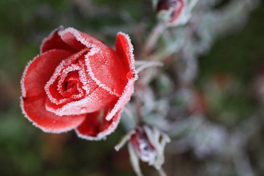 Рози и скреж, червено и бяло