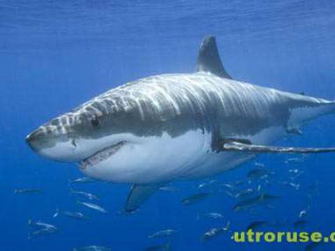 Уникално – акула краде риба от рибарска мрежа /видео/