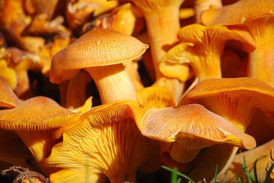 Гъбите – колкото вкусни, толкова и полезни