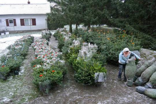 Виена: живи коледни дръвчета идват в домовете с опция за посаждане след празниците