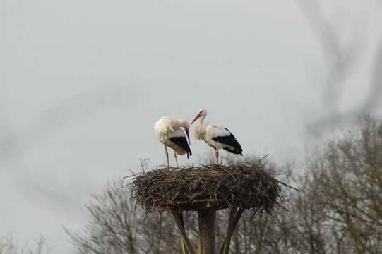 Чудо в Чудомир: Щъркели кацнаха посред зима