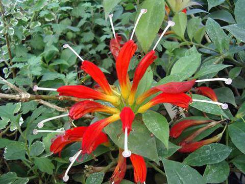 Есхинантус