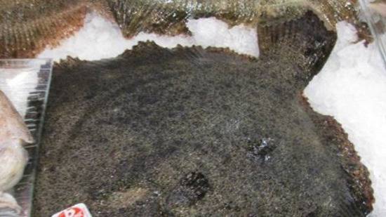 Запазихме квотата за улов на калкан