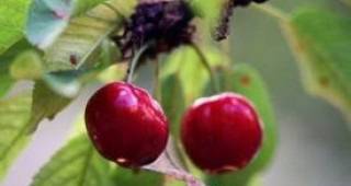 Прием на заявления по схемата за качествени плодове и зеленчуци