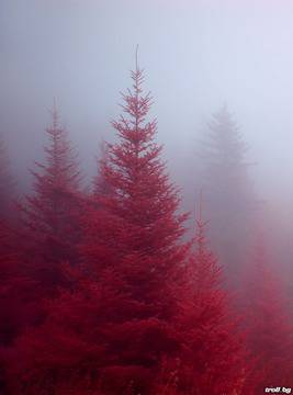 Червената гора