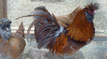 Фотогалерия: Европейска изложба на домашни птици, гълъби, зайци и декоративни птици – Лайпциг 2012г