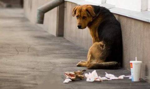 500 лева глоба, ако храниш улично куче или котка