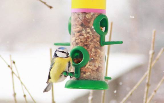 Направи хранилка за птиците в Добрич и я пълни със семена цяла зима