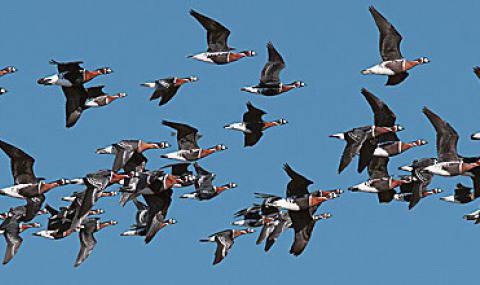 Бракониери убиха червеногуша гъска