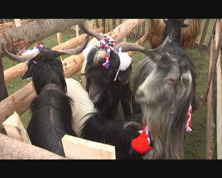 Парад на редки животни в Крупник