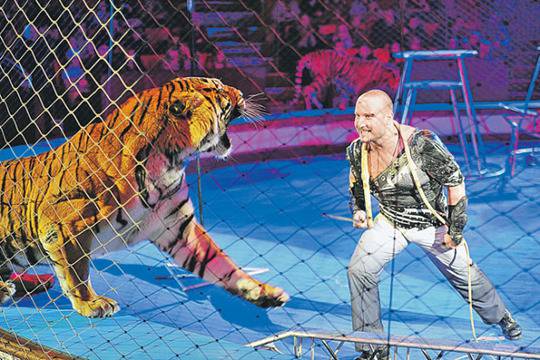 За първи път се разследва смъртта на тигри