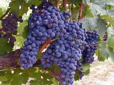 Производителите на грозде декларират продукцията си до 15 януари 2013 г.