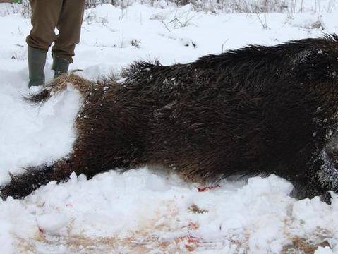 Късметът на ловджиите се усмихна за пореден ден