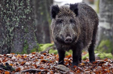 Гътнаха 200 кила шопар. Той обаче – с трихинелоза