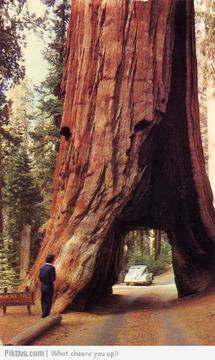 Гигантски секвои в Национален Парк Yosemite, Калифорния (галерия снимки)