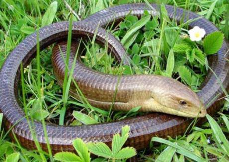 Хороскоп за 2013: на кого черната водна змия ще донесе щастие през новата година