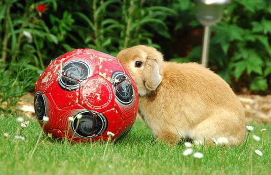 Футболни куриози от друга планета (II част)