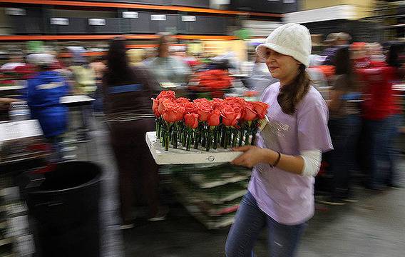 Парад на розите в Калифорния (Rose Parade in California)