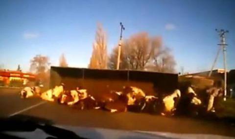 Камион сипе крави по пътя