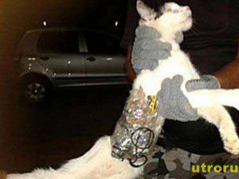 В Бразилия арестуваха котарак куриер на затворници