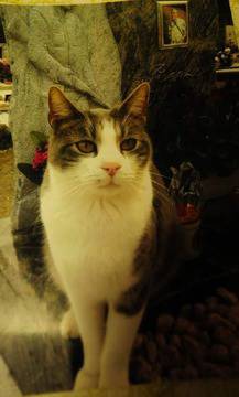 Верен котарак пази гроба на своя стопанин