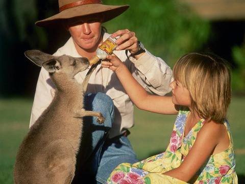 Близка среща с пухкаво кенгуру