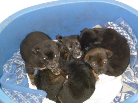 Приют търси стопани на кучета по нета