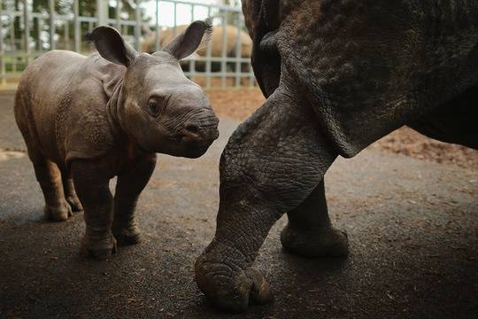 Бебета животни