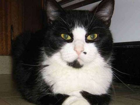 Британски котарак се бори за най-оглушително мъркане