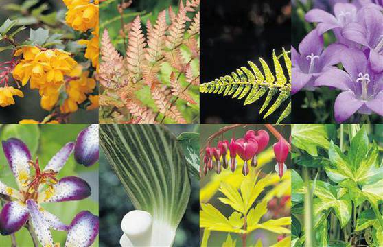 Растения за сянка