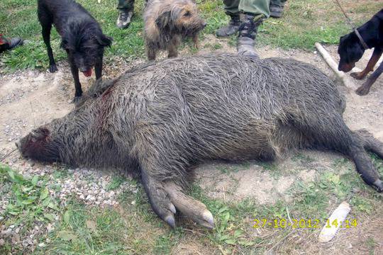 Бракониер крие разфасован глиган в опел