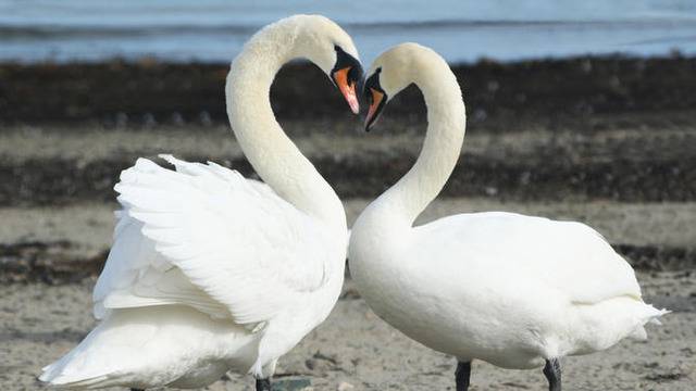 Над 100 лебеда изброиха в региона