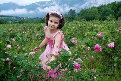 Европейският съюз убива българската роза