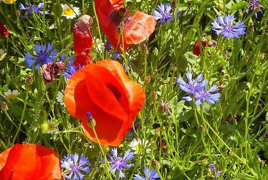 Спомен за лятото