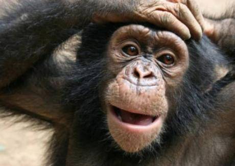 Иран изстреля маймуна в Космоса