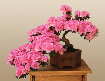 Азалия като бонсай