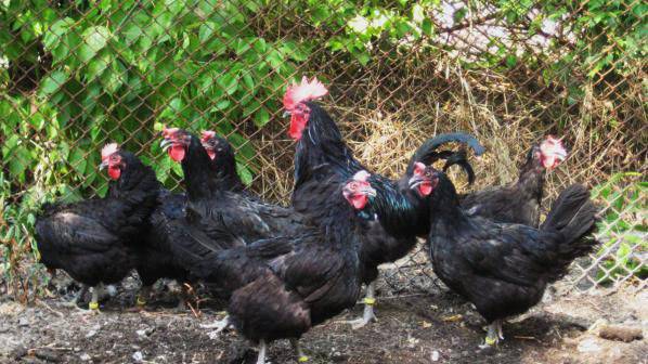 Беларус забрани вноса на птиче месо от България