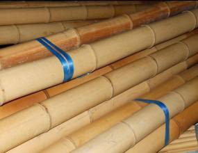 Японските националки по джудо са бити с бамбукови пръти