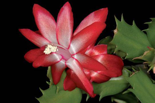 Коледен кактус